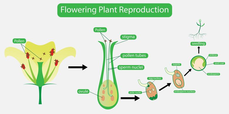 Organ generatif tumbuhan yaitu