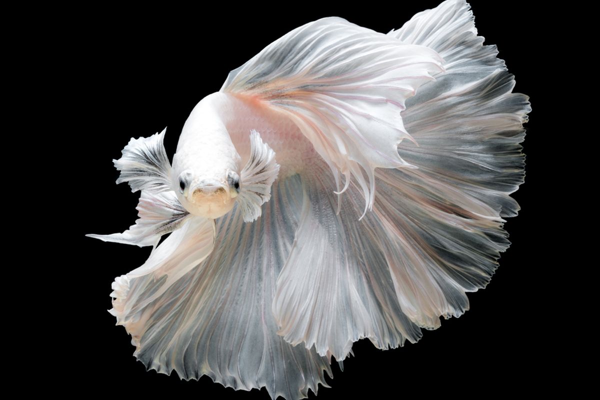Ilustrasi ikan cupang berwarna putih. 