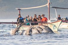 Pantai Lovina, Serunya Lihat Kawanan Lumba-Lumba di Bali