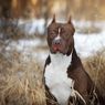 Karakter Anjing American Pit Bull Terrier