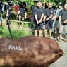 Sapi Kurban dari Sosok 