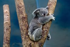 Serba-serbi Hewan: Alasan Koala Tidur Sambil Memeluk Batang Pohon