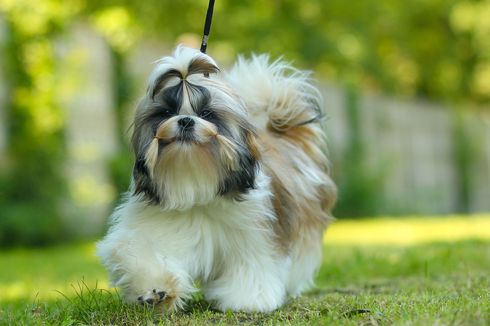 Anjing Shih Tzu, dari Kepribadian, Perawatan, Kesehatan, sampai Diet