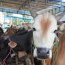Daftar Harga Terbaru Hewan Kurban 2022, dari Kambing hingga Sapi
