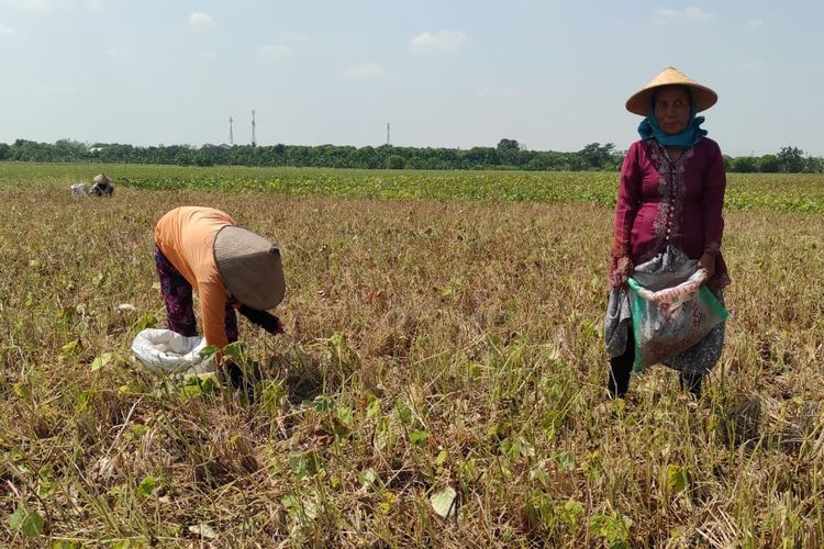 Terdampak Kemarau, Ratusan Hektar Sawah di Kuwu Demak Bakal Menganggur Tiga Bulan