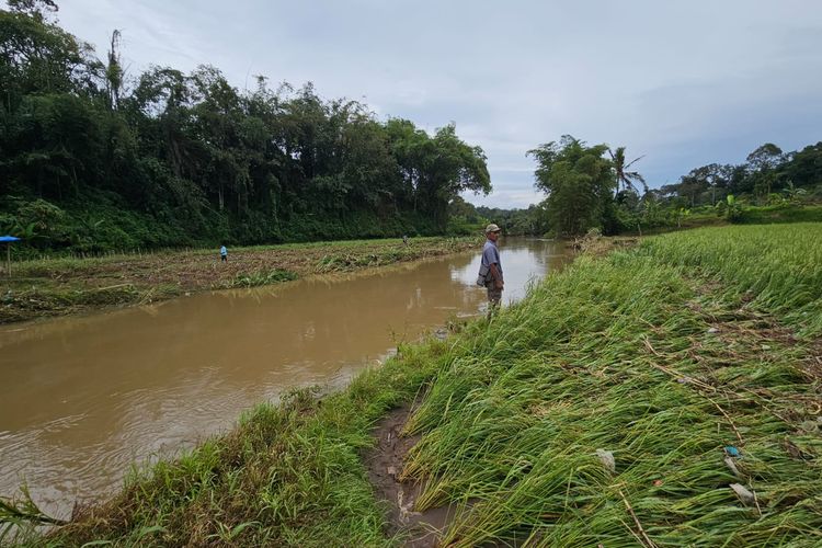 Luapan Sungai Batang Sandir Rusak Sawah yang Siap Panen di Limapuluh Kota, Minta Tanggap Darurat