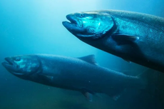 China Jauhi Ikan Salmon karena Khawatir Virus Corona, Kenapa?