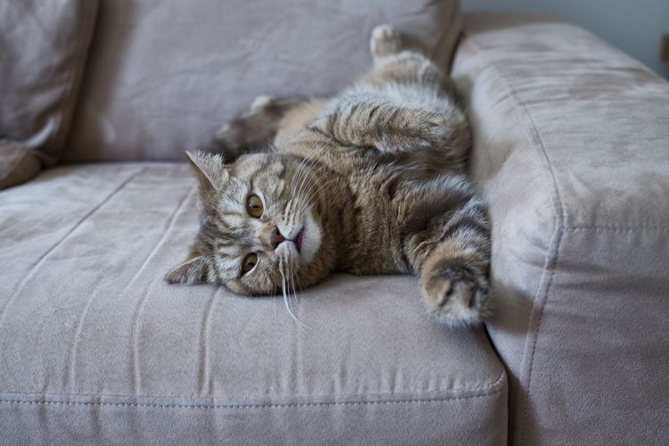 Ilustrasi kucing di sofa.