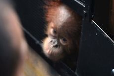 Sepasang Orangutan yang Diselundupkan ke Malaysia Dikembalikan ke Indonesia