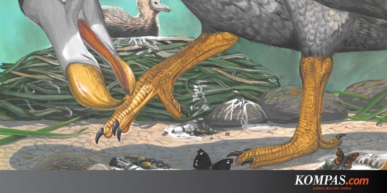 Lama Jadi Teka Teki Kehidupan Burung Dodo Mulai Terkuak