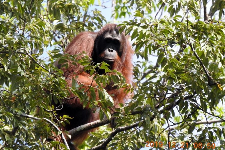 Satu individu orangutan yang sedang mencari makan di hutan konservasi PT Kayung Agro Lestari.