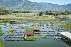 Cuaca Ekstrem, Belasan Ton Ikan Mati di Keramba Waduk Saguling