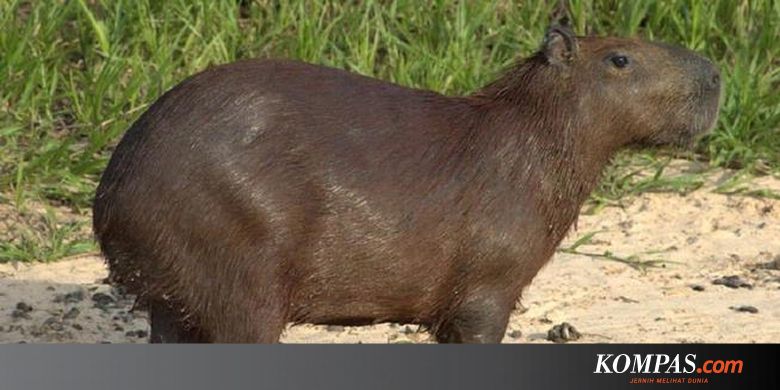 77 Gambar Jantung Hewan Karnivora Gratis Terbaik Gambar Hewan