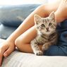 Cara Kucing Tunjukkan Kasih Sayang kepada Tuannya