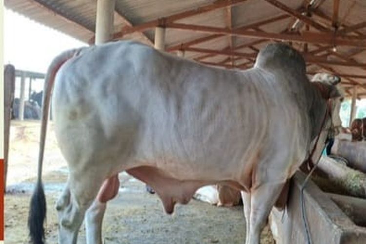 Sapi Milik 2 Warga Lamongan Terpilih sebagai Kurban Presiden Prabowo