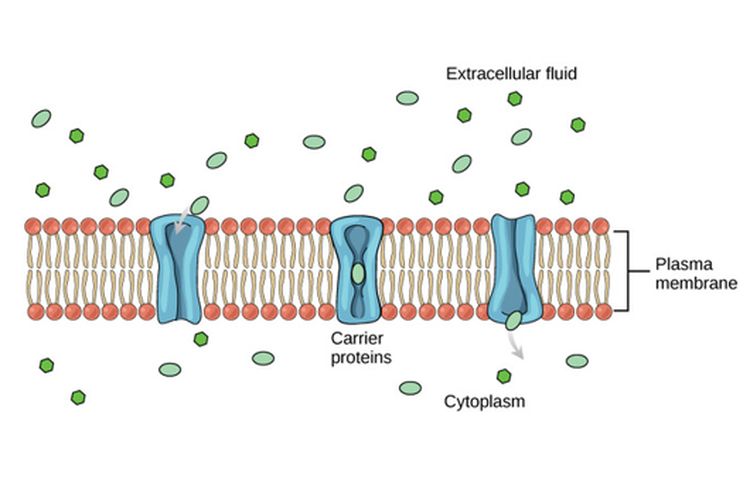 Proses difusi terfasilitasi oleh protein pembawa.