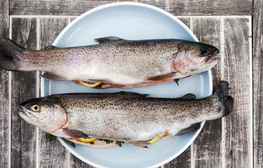 Asam lemak omega-3 pada ikan bisa menyehatkan sel-sel otak.