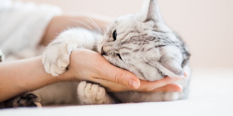 Cari Tau Disini, Mengenal Kucing Himalaya Peliharaan Lucu dan Menggemaskan