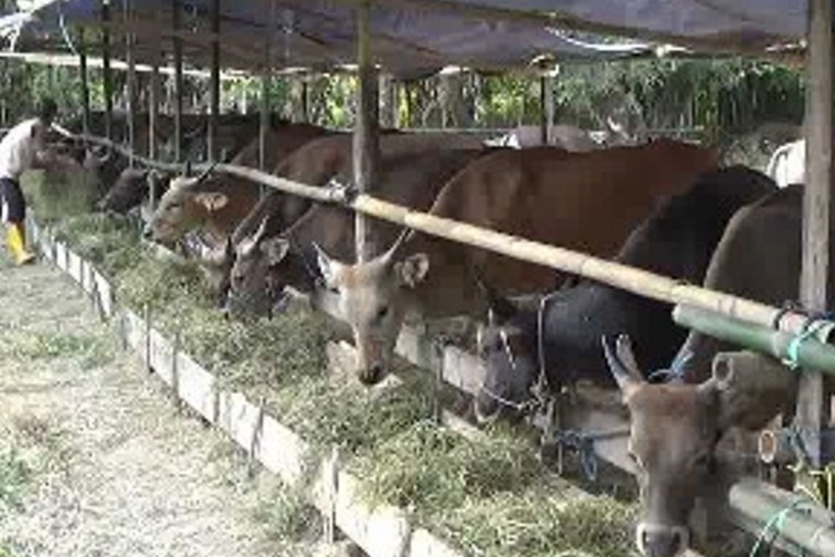 Sapi qurban habis diborong warga di Polewali Mandar sulawesi barat sebulan sebelum lebaran Idul Adha