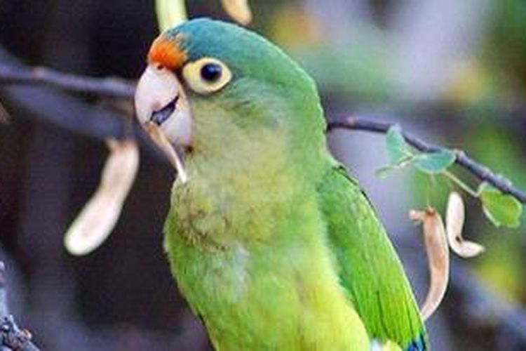 Begini Cara Burung Beo Menyapa Lawan Bicara