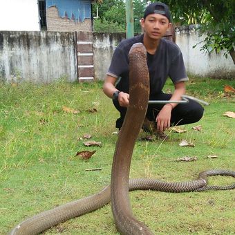 Aksi amar saat bermain dengan king kobra sepanjang 4 meter yang dipelihara di rumahnya di Jalan Umban Sari, Kecamatan Rumbai, Pekanbaru.