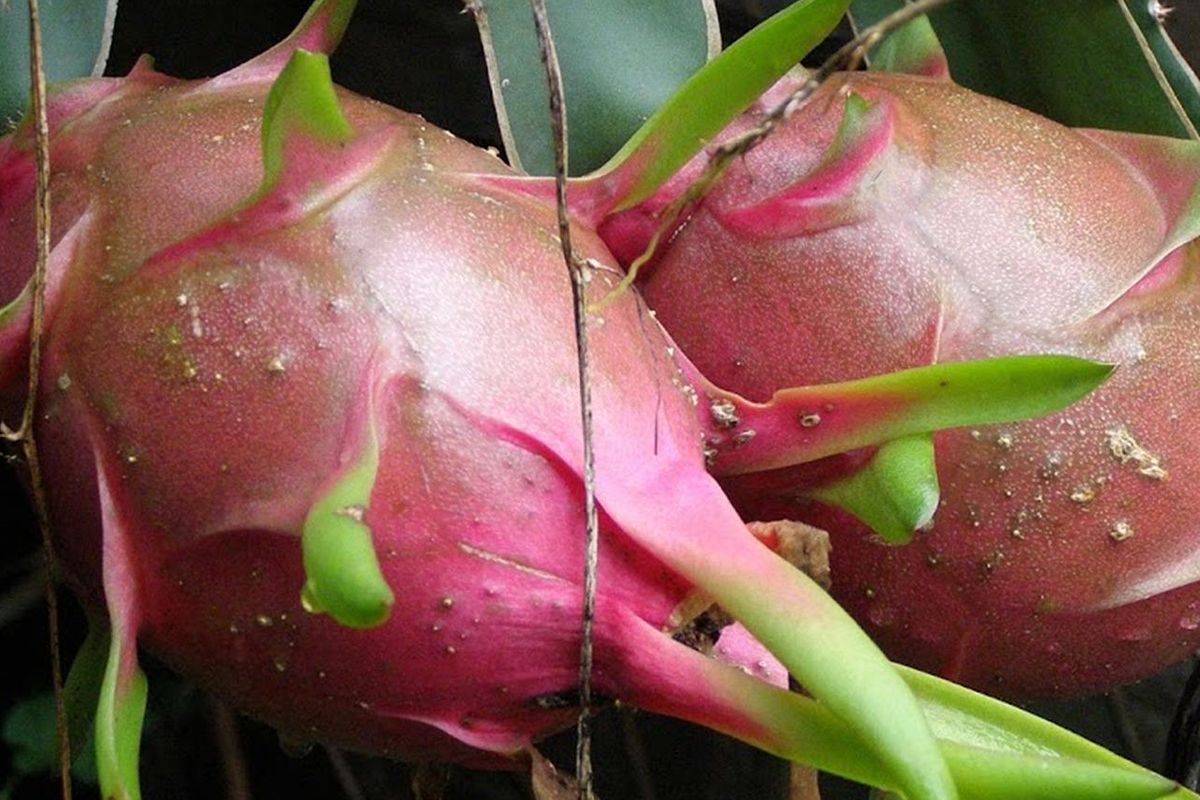 Ilustrasi tanaman buah naga. 