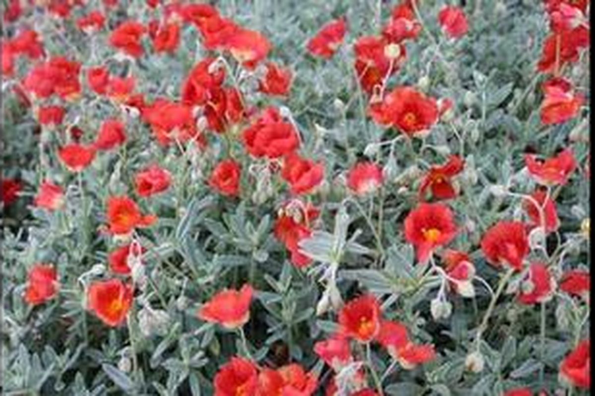 Warna abu-abu yang dimaksud bukan warna abu-abu sempurna. Beberapa orang menyebutnya sebagai "hijau berdebu". Stachys byzantina atau lambs ear adalah tanaman yang memiliki warna ini.