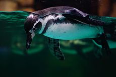 Ngabuburit Sambil Melihat Penguin di Ocean Dream Samudra Ancol