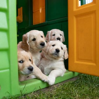 Penting untuk menyediakan anjing peliharaan memiliki tempat nyaman untuk tidur dan bebas dari gangguan lingkungan.