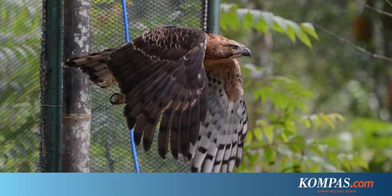 Dicari Sarang Tiga Elang Jawa Yang Baru Terlihat Di Merapi