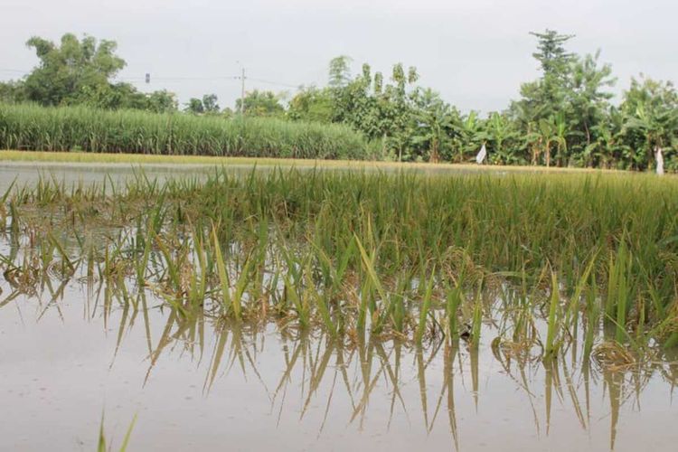 Curah hujan tinggi beberapa hari terakhir membuat debit air Sungai Madiun naik sehingga merendam sekitar 30 hektar tanaman padi petani di Ngawi.