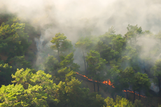 Asap Kebakaran Hutan Terbukti Membahayakan Kesehatan, Termasuk Risiko Kanker Paru-paru