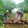 Indonesia’s Palm Oil Industry Shows Signs of Recovery