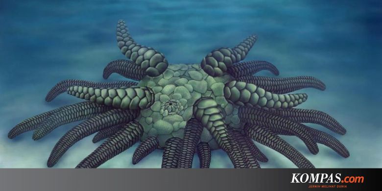 Spesies Sejenis Teripang Purba Ditemukan Namanya Terinspirasi