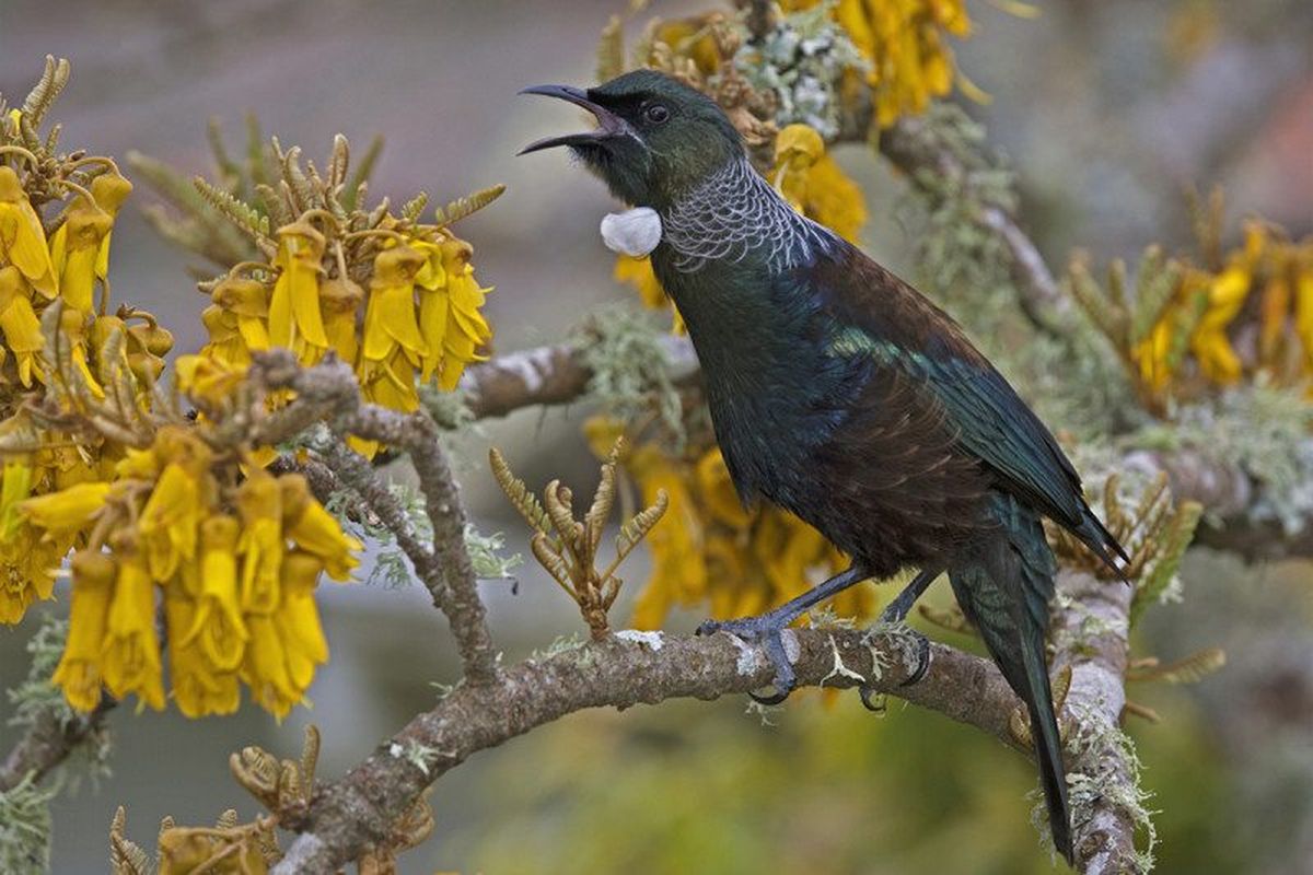 Tui, Burung yang Marah jika Saingannya Berkicau Lebih Baik