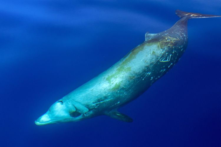 Peneliti mengungkapkan, kadar bahan kimia abadi PFAS pada paus menurun lebih dari 60 persen. Namun, hal itu memunculkan kekhawatiran baru.