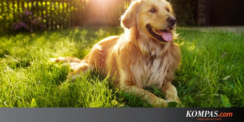 Sadarkah Anda Anjing Buta Warna Merah Dan Hijau