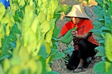 Harga Tembakau Mahal, Petani Tetap Merugi