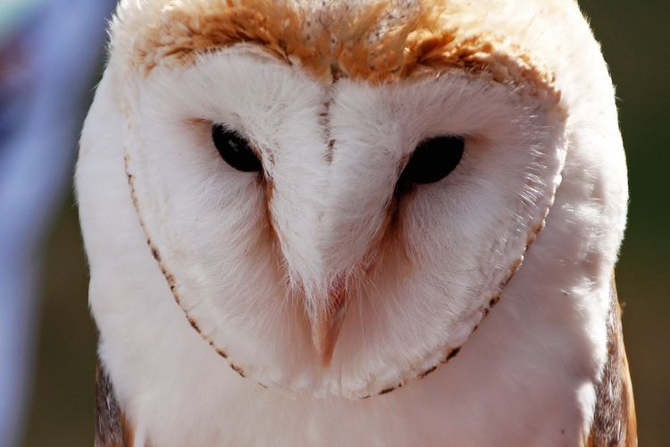 Ilustrasi burung hantu Tyto alba atau serak Jawa. 