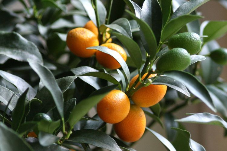 Kumquat, tanaman citrus mungil