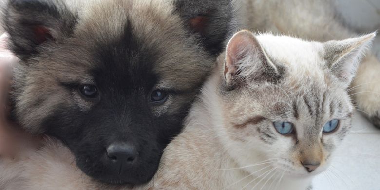 Mengapa Kucing Dan Anjing Bermusuhan Halaman All Kompas Com