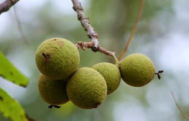 Pohon kenari hitam yang merupakan contoh simbiosis amensalisme.