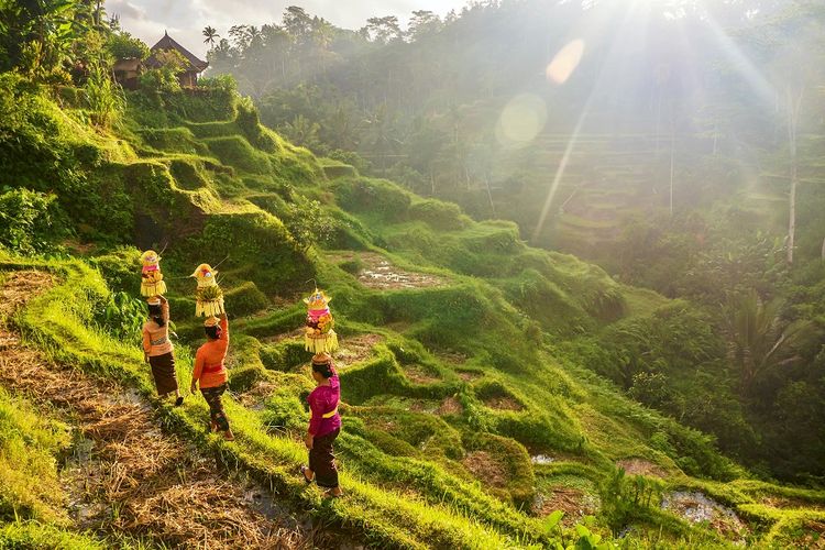 Ilustrasi Suku Bali di Ubud DOK. Shutterstock/CherylRamalho