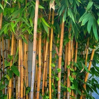 Ilustrasi bambu kuning