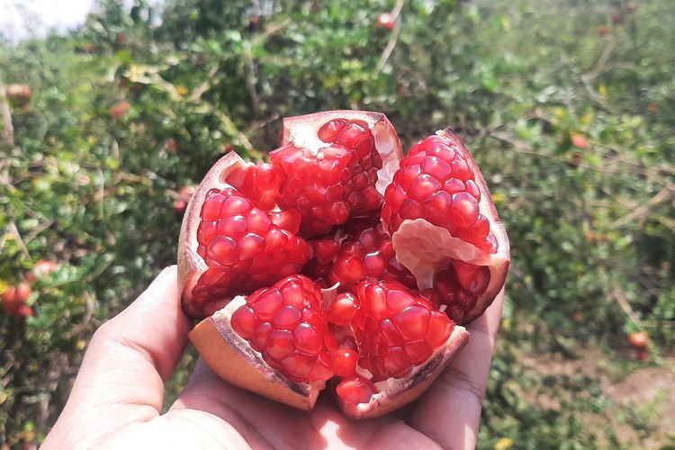 Buah delima merah yang dihasilkan kebun Iwan Purwanto di Dusun Merak, dalam Taman Nasional (TN) Baluran, Desa Sumberwaru, Kecamatan Banyuputih, Kabupaten Situbondo, Jawa Timur, Senin (24/10/2022).

