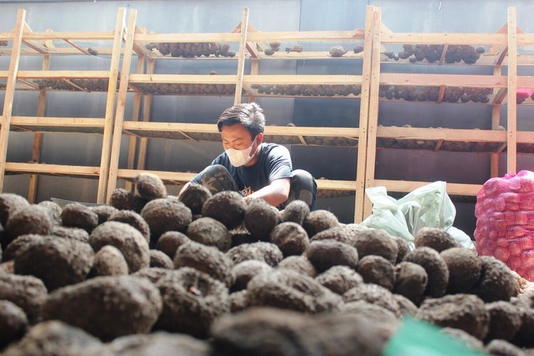 Seorang petani di Kabupaten Cianjur, Jawa Barat, sedang mengolah hasil panen umbi porang.