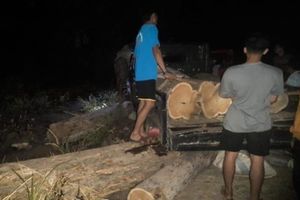 Kemenhut Tangkap Aktor Kunci Komplotan Pembalakan Liar TN Baluran