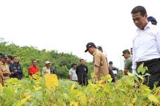 Petani Pilih Tanam Jagung dan Padi, Produksi Kedelai Nasional Turun