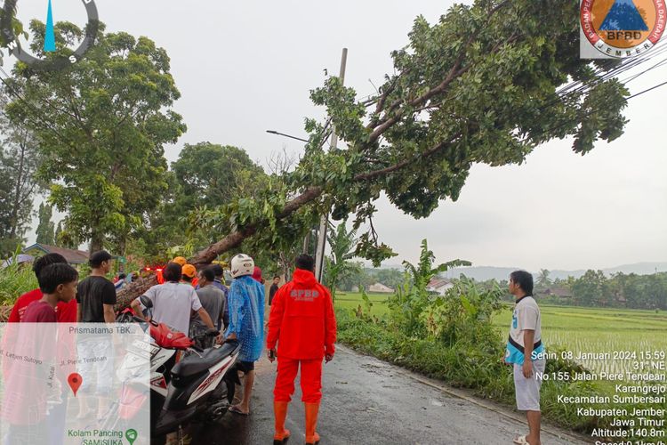 Hujan deras di Jember sebabkan sejumlah pohon tumbang pada Senin (8/1/2024)