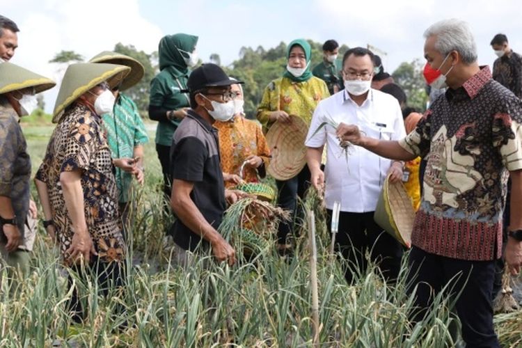 Gubernur Ganjar Pranowo bersama Deputi BI Aida S. Budiman dan Kepala KPw BI Tegal Taufik Amrozy, bersama petani saat panen bawang putih di kawasan Learning Center Bawang Putih di Desa Tuwel, Bojong, Tegal, Jawa Tengah, Jumat (12/8/2022). (Istimewa)